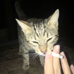 Fredzia