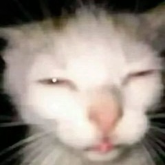 lil tắc kè