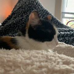 Erika Ann Facchinello