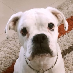 Victor Calderone Live Spartacus 29.04.2005