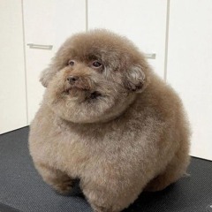 HelloHereBigDog