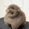 HelloHereBigDog