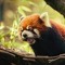 DA Red Panda