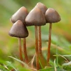 o himmelske förlossare av all strålglans och vibration...