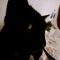 i miss my cat