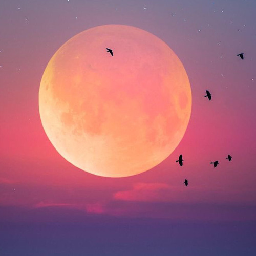 ميمية الفرزدق |عبدالكريم مهيوب