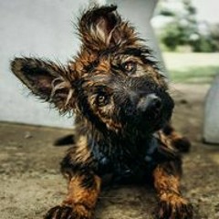 Anwar Basri Al Basri