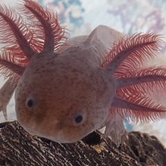 AutisticAxolotl4786