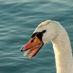 cygnet