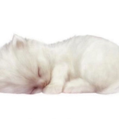 smitten kitten