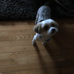Lil C