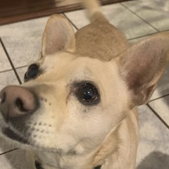 Sheye