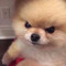 플레이리스트쪼아