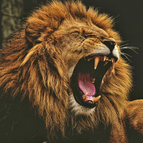 Listen to Lion Roar Sound Effect by My Intentional Success in lion playlist  online for free on SoundCloud