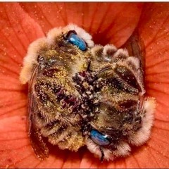 Bee2024