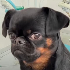 Dennvito