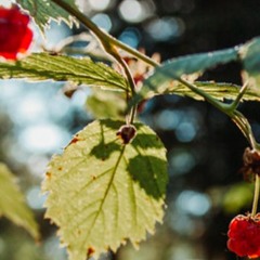 Mirjam Johanna Korsten