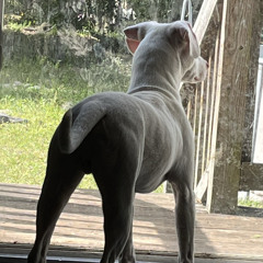 trini ...