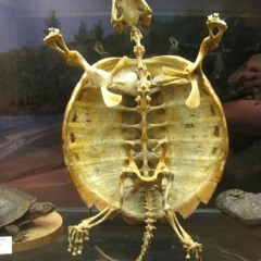 TurtleSpine