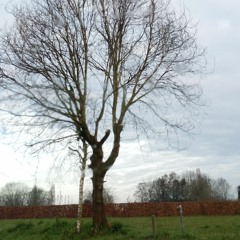 Neythen Van Sprengel
