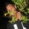 CiboL