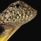 thedracolizard