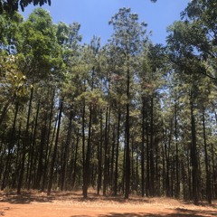 Võ Nhật Trường