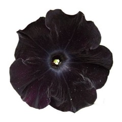 ‎‎‎‎‎‎‎‎ㅤ‎‎‎‎‎‎‎‎ㅤ‎‎‎‎‎‎‎‎ㅤ‎‎‎‎‎‎‎‎eleventh