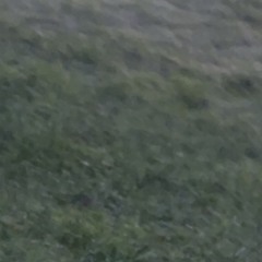 🏴󠁧󠁢󠁳󠁣󠁴󠁿