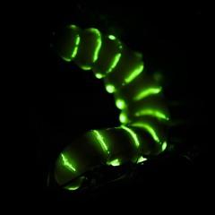 glworm