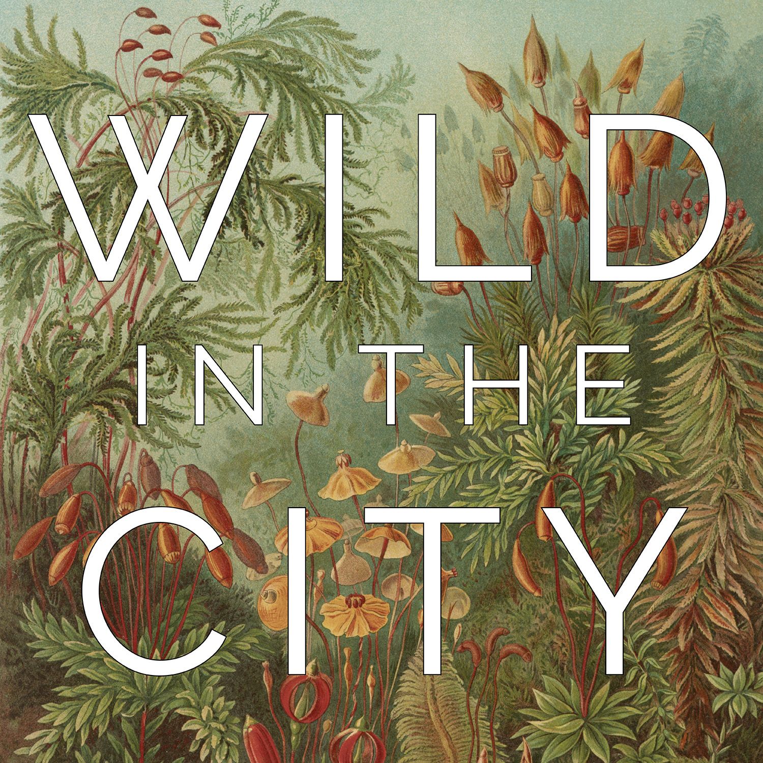 Wild in the City podcast artwork