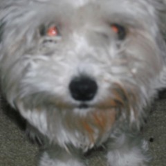 cardyn