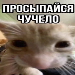 m.o.