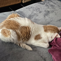 Asoziale Gesellschaftskritik