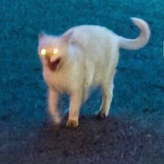 bulka