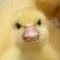 random duckie