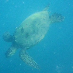 Learning Lessons 2020