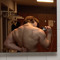V-