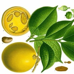 Zaman Holocene