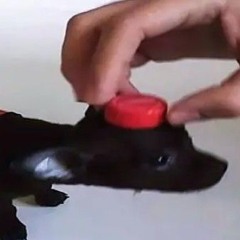 imchinhachichinhachiino