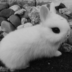 ⋆ ˚｡⋆୨♡୧⋆ ˚｡⋆