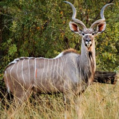 Ancientinfinityorchestra