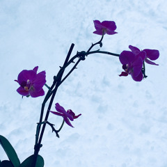 DarkCatweazle