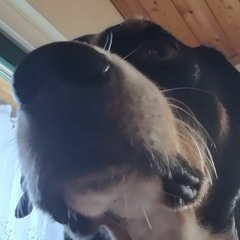 Holger