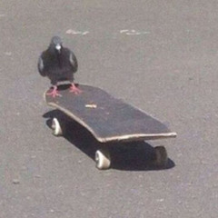 pigeon_on_a_skateboard