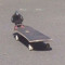 pigeon_on_a_skateboard