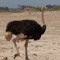 CaptainOstrichThe3rd