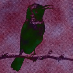 ya tumair يا تمير