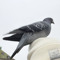 Pigeon Balla