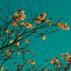Untitled Playlist